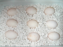 Eggs