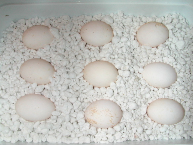 Eggs