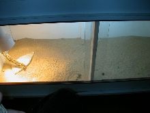 New Addition Tank