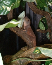 Aragorn Pic #1