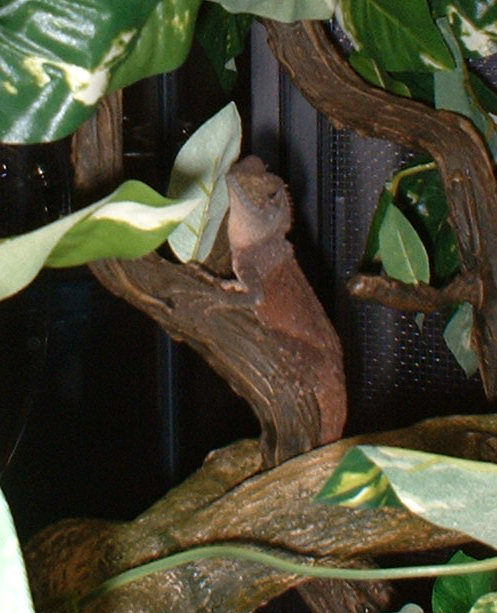 Aragorn Pic #1