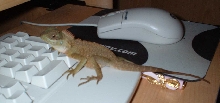 Aragorn on Computer