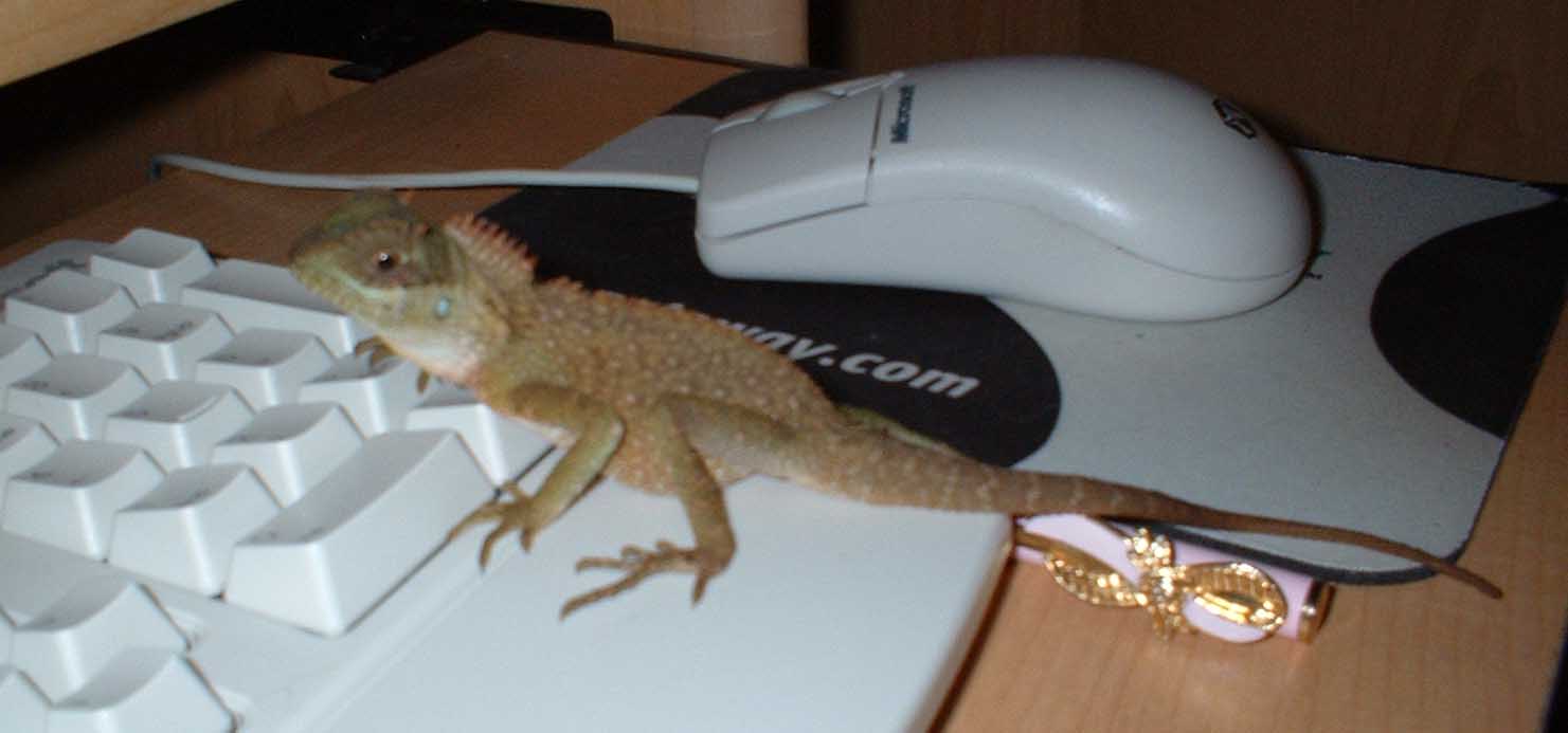 Aragorn on Computer