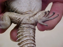 uro underside2