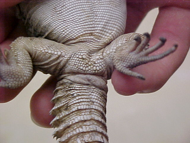 uro underside2