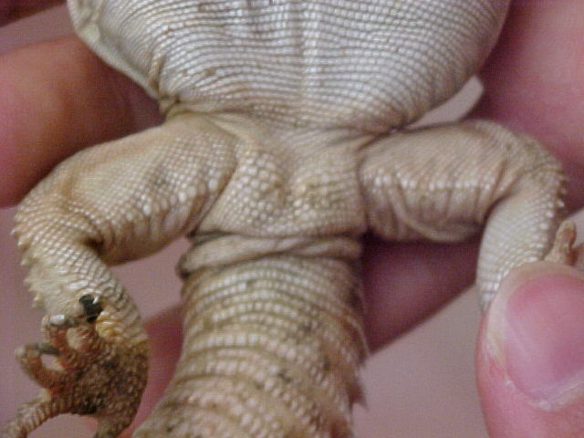uro underside