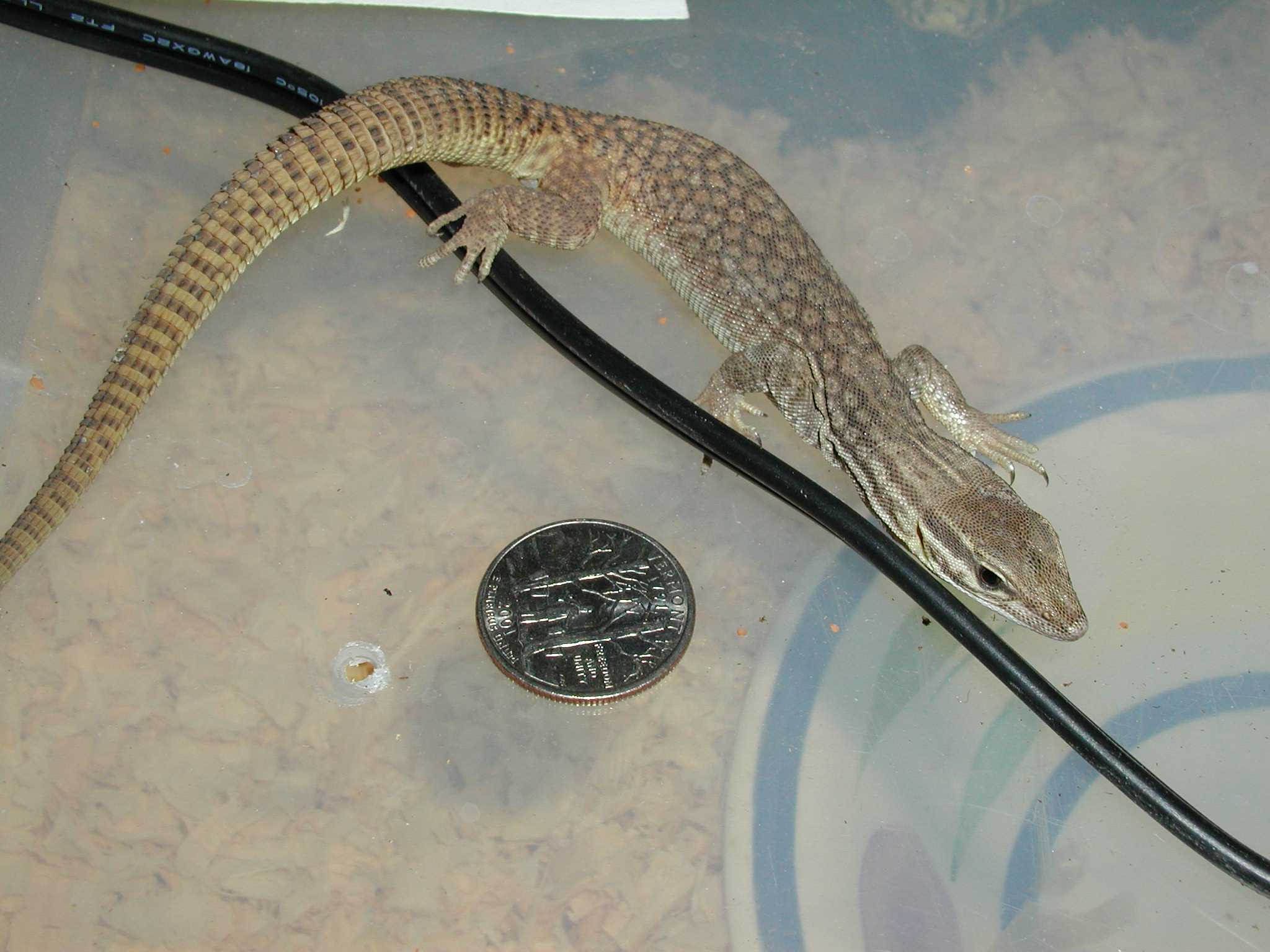Baby yellow Ackie