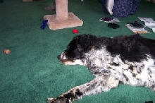 Harley