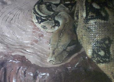 Medusa