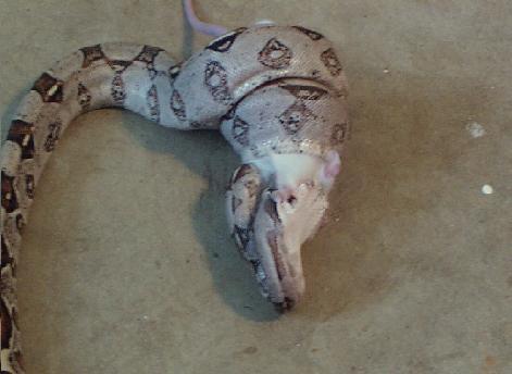 Soochie eating