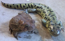 Trent and Toad