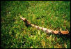 medusas head