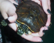 turtle