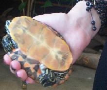 turtle