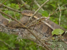 Diamondback Water