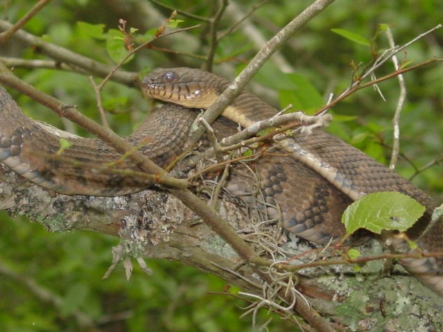 Diamondback Water