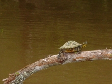 Pearl river slider