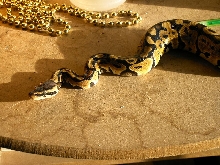 Pastel Male