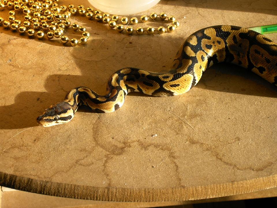 Pastel Male