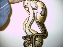 Yellowbellies