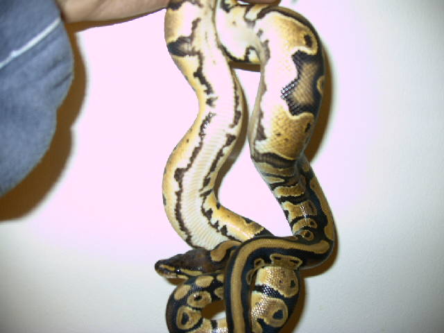 Yellowbellies