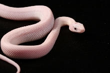 Mangus