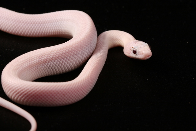 Mangus