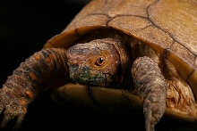 Turtle - 5