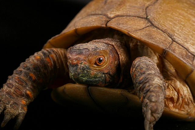 Turtle - 5
