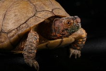 Turtle - 4
