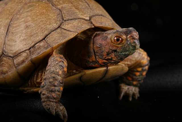 Turtle - 4