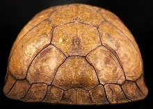Turtle - 3