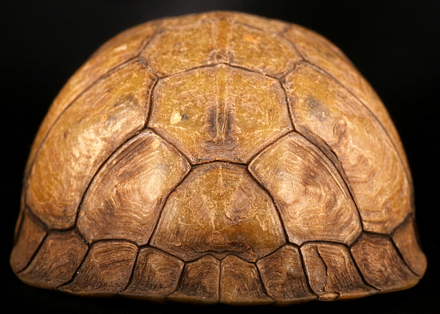 Turtle - 3