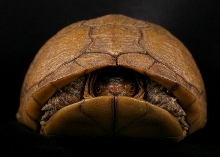 Turtle - 2