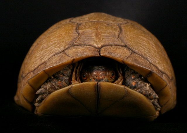 Turtle - 2
