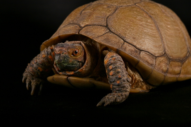 Turtle - 1