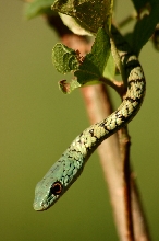 Another species