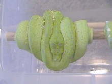Wamena/Sorong-female