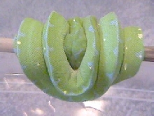 Wamena-Male