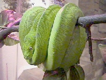 Wamena/Sorong/Female