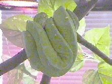 Wamena/Male