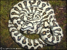 amazing jaguar carpet python