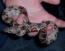 baby boa