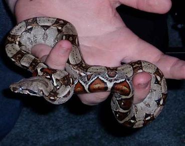 baby boa