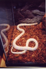Albino Cal king