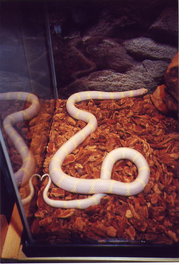 Albino Cal king