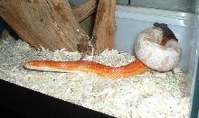 pair of corns