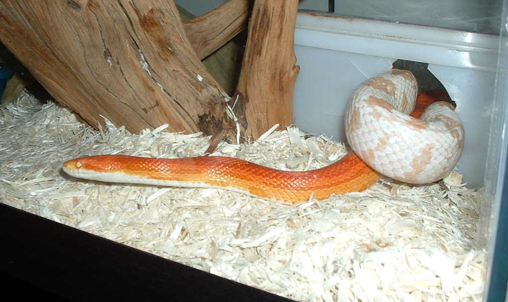 pair of corns