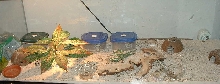 Leo tank