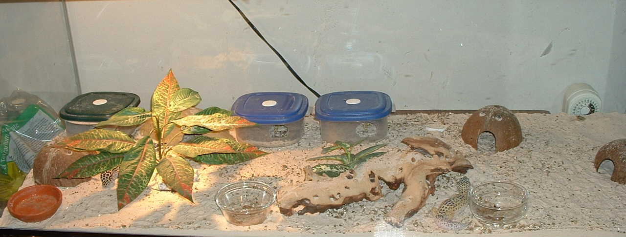 Leo tank
